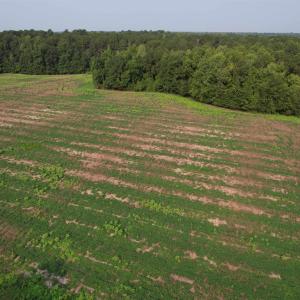Photo #15 of 85± Acres - Antler Dr, Johnsonville, SC 85.0 acres