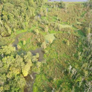 Photo #12 of 85± Acres - Antler Dr, Johnsonville, SC 85.0 acres