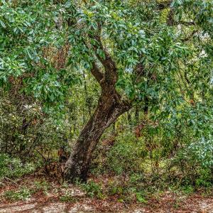 Photo #4 of Lot 47 Hunters Oak Ct., Pawleys Island, SC 0.3 acres