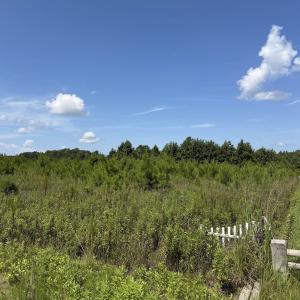 Photo #1 of 175 Dove Rd., Loris, SC 12.1 acres