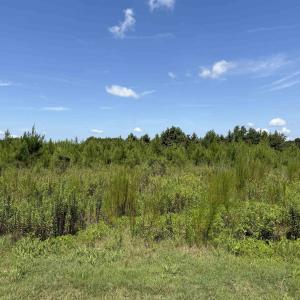 Photo #12 of 175 Dove Rd., Loris, SC 12.1 acres