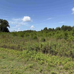 Photo #9 of 175 Dove Rd., Loris, SC 12.1 acres