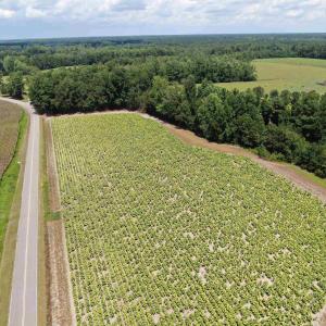 Photo #2 of TBD Black Creek Rd., Nichols, SC 7.1 acres