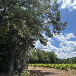 Photo #5 of TBD Black Creek Rd., Nichols, SC 7.1 acres