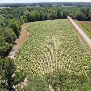 Photo #4 of TBD Black Creek Rd., Nichols, SC 7.1 acres