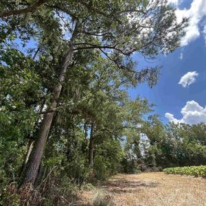 Photo #7 of TBD Black Creek Rd., Nichols, SC 7.1 acres