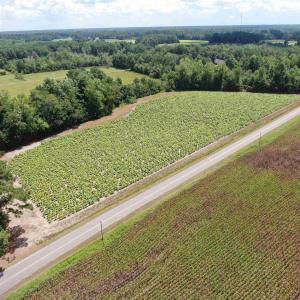 Photo #3 of TBD Black Creek Rd., Nichols, SC 7.1 acres