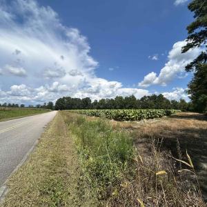 Photo #8 of TBD Black Creek Rd., Nichols, SC 7.1 acres