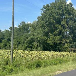 Photo #27 of TBD Pearlie Dr., Dillon, SC 105.0 acres