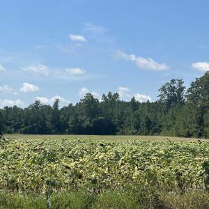 Photo #28 of TBD Pearlie Dr., Dillon, SC 105.0 acres