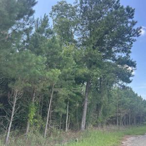 Photo #21 of TBD Pearlie Dr., Dillon, SC 105.0 acres