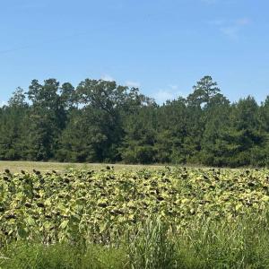 Photo #26 of TBD Pearlie Dr., Dillon, SC 105.0 acres