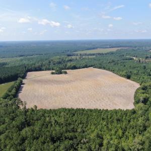 Photo #6 of TBD Pearlie Dr., Dillon, SC 105.0 acres