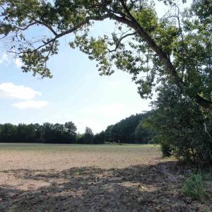 Photo #4 of TBD Pearlie Dr., Dillon, SC 105.0 acres