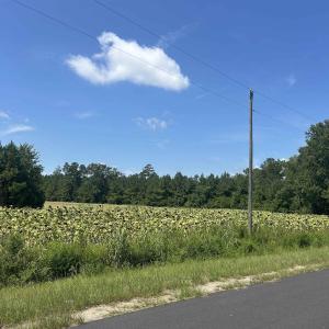Photo #25 of TBD Pearlie Dr., Dillon, SC 105.0 acres