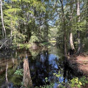 Photo #22 of TBD Mount Calvary Rd., Dillon, SC 146.5 acres