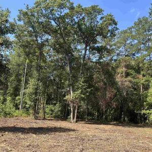 Photo #17 of TBD Mount Calvary Rd., Dillon, SC 146.5 acres