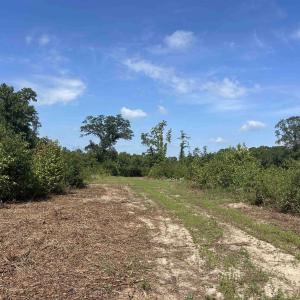 Photo #16 of TBD Mount Calvary Rd., Dillon, SC 146.5 acres