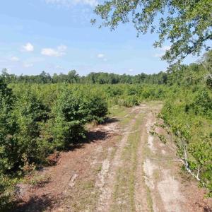 Photo #2 of TBD Mount Calvary Rd., Dillon, SC 146.5 acres