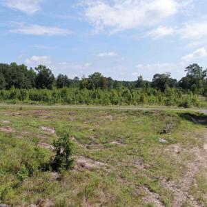 Photo #13 of TBD Mount Calvary Rd., Dillon, SC 146.5 acres