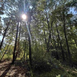 Photo #23 of TBD Mount Calvary Rd., Dillon, SC 146.5 acres
