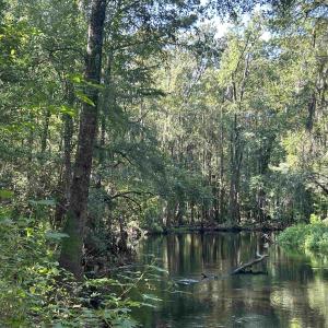 Photo #21 of TBD Mount Calvary Rd., Dillon, SC 146.5 acres