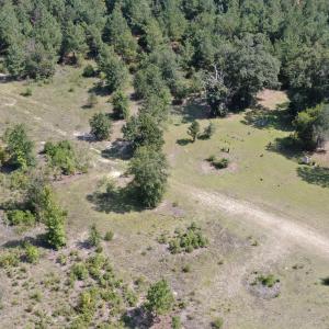 Photo #9 of TBD Mount Calvary Rd., Dillon, SC 146.5 acres