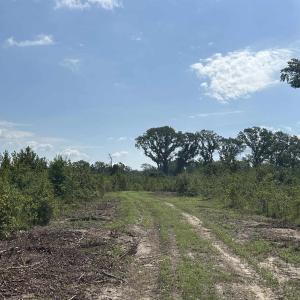 Photo #24 of TBD Mount Calvary Rd., Dillon, SC 146.5 acres