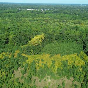 Photo #6 of 1292 Bloomville Rd., Manning, SC 12.7 acres