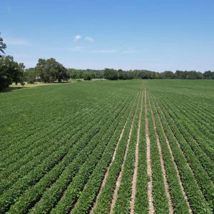 Photo #3 of Lot 3 - Sumter Hwy., Kingstree, SC 4.1 acres