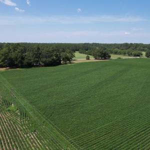 Photo #7 of Lot 3 - Sumter Hwy., Kingstree, SC 4.1 acres