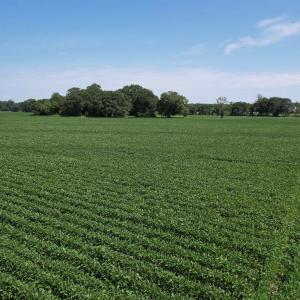 Photo #5 of Lot 3 - Sumter Hwy., Kingstree, SC 4.1 acres
