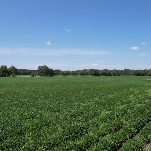 Photo #8 of Lot 3 - Sumter Hwy., Kingstree, SC 4.1 acres