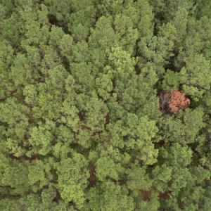 Photo #3 of 1.43 Acres - Hemlock St., Andrews, SC 1.4 acres