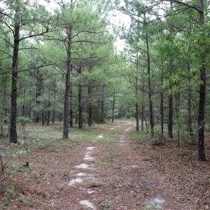 Photo #4 of Young Circle, Kershaw, SC 70.0 acres