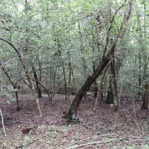 Photo #10 of Young Circle, Kershaw, SC 70.0 acres