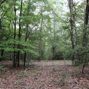 Photo #6 of Young Circle, Kershaw, SC 70.0 acres