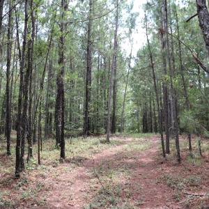 Photo #8 of Young Circle, Kershaw, SC 70.0 acres