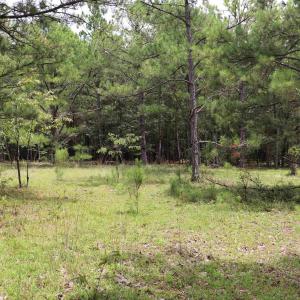 Photo #9 of Young Circle, Kershaw, SC 70.0 acres