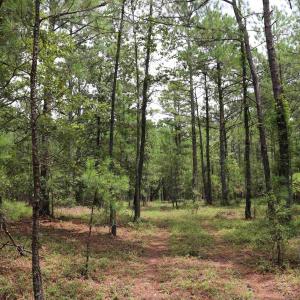 Photo #7 of Young Circle, Kershaw, SC 70.0 acres