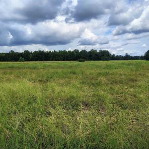 Photo #6 of TBD Old Georgetown Rd., Scranton, SC 7.4 acres
