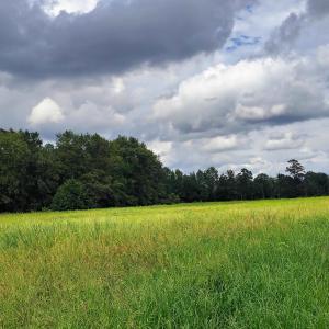 Photo #14 of TBD Old Georgetown Rd., Scranton, SC 7.4 acres