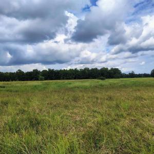 Photo #9 of TBD Old Georgetown Rd., Scranton, SC 7.4 acres