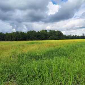 Photo #8 of TBD Old Georgetown Rd., Scranton, SC 7.4 acres