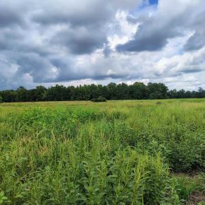 Photo #10 of TBD Old Georgetown Rd., Scranton, SC 7.4 acres
