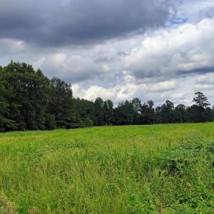 Photo #13 of TBD Old Georgetown Rd., Scranton, SC 7.4 acres