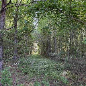 Photo #3 of  81.7 acres