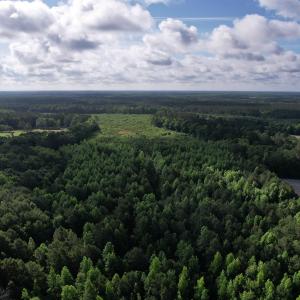 Photo #10 of  81.7 acres