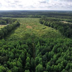 Photo #9 of  81.7 acres