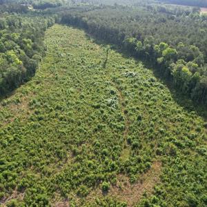 Photo #14 of  81.7 acres